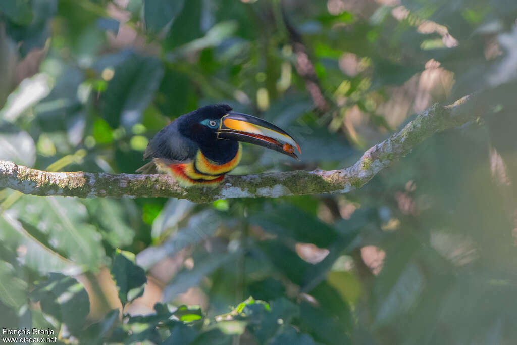 Many-banded Aracariadult, feeding habits