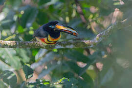 Many-banded Aracari