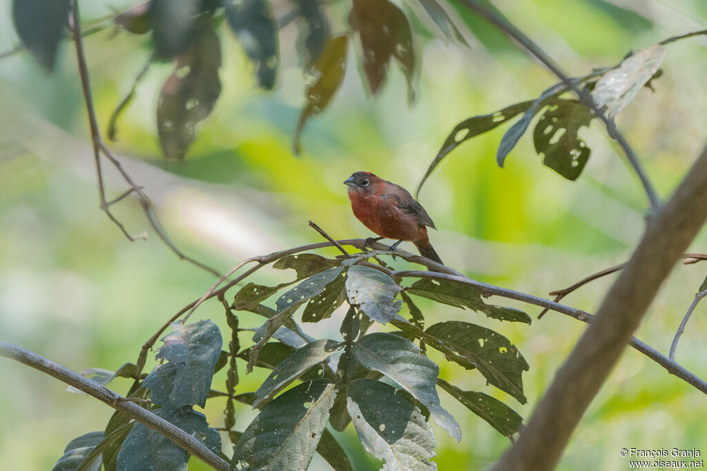 Red Pileated Finch