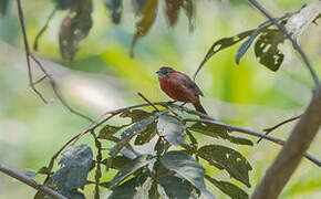 Red Pileated Finch