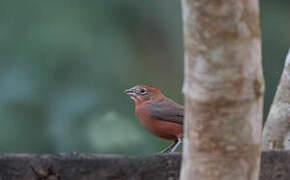 Red Pileated Finch