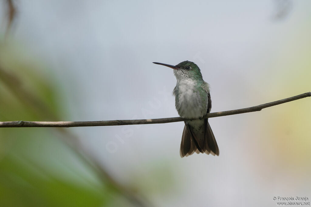 White-bellied Hummingbird