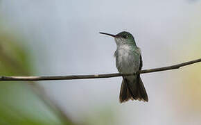 White-bellied Hummingbird