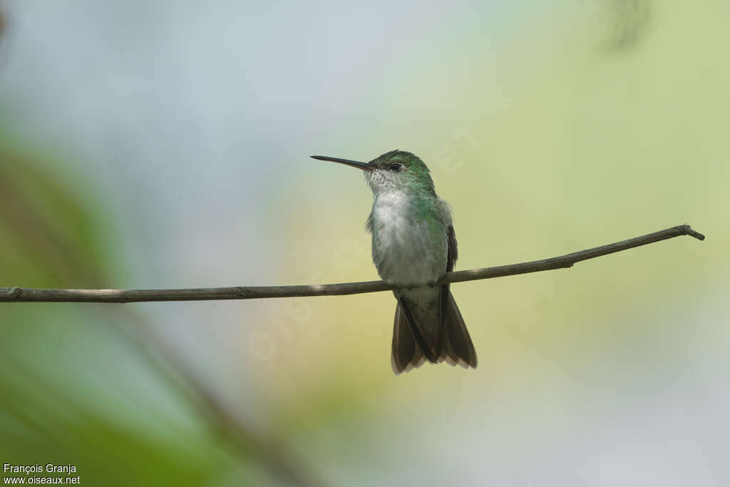 White-bellied Hummingbirdadult, Behaviour