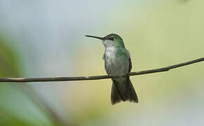 White-bellied Hummingbird