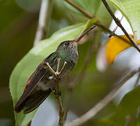 Rufous-tailed Hummingbird