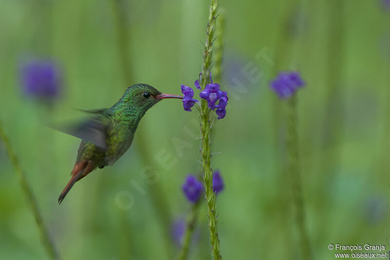 Rufous-tailed Hummingbirdadult