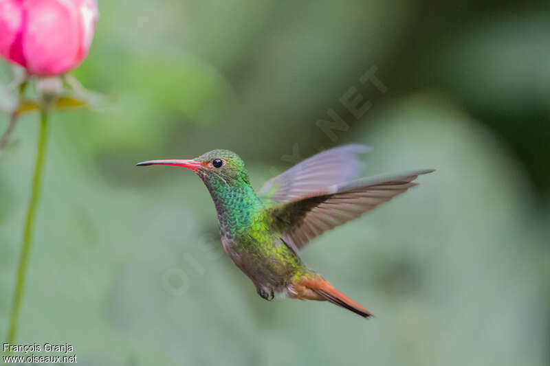 Rufous-tailed Hummingbird male adult, pigmentation, Flight