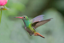 Rufous-tailed Hummingbird