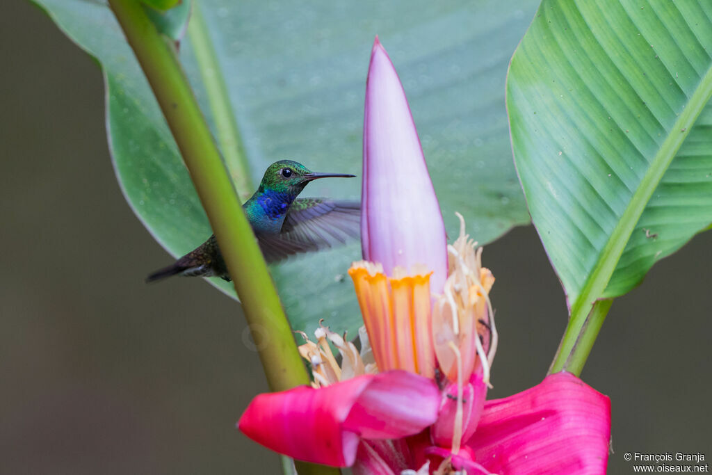 Blue-chested Hummingbird