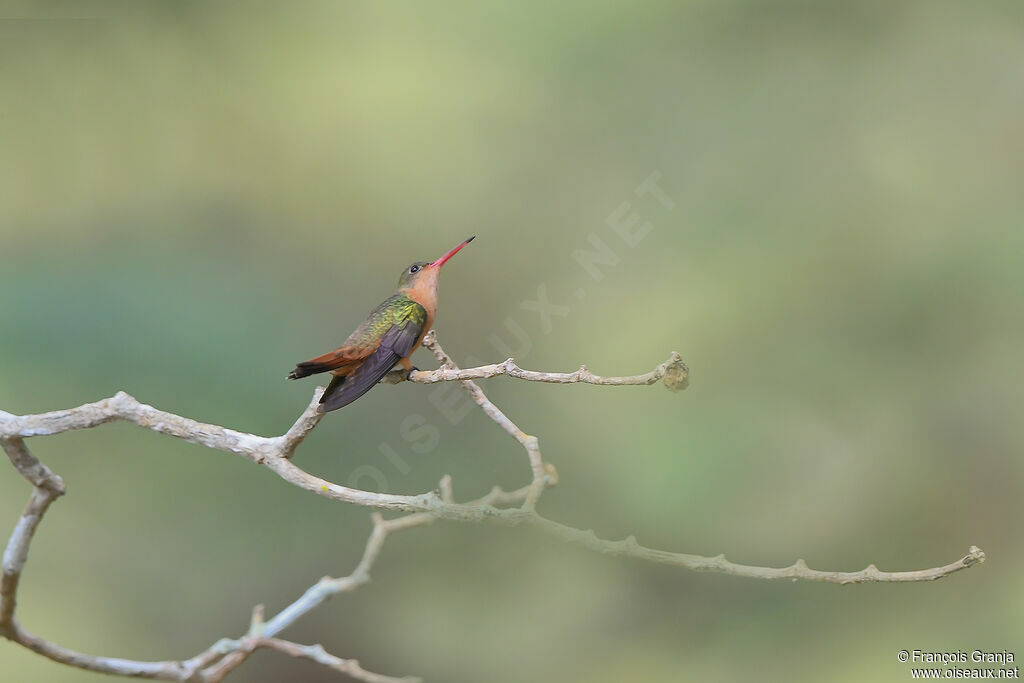 Cinnamon Hummingbird