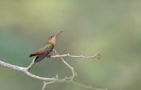 Cinnamon Hummingbird