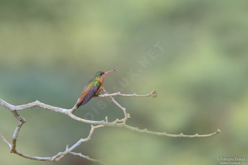 Cinnamon Hummingbird