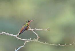 Cinnamon Hummingbird