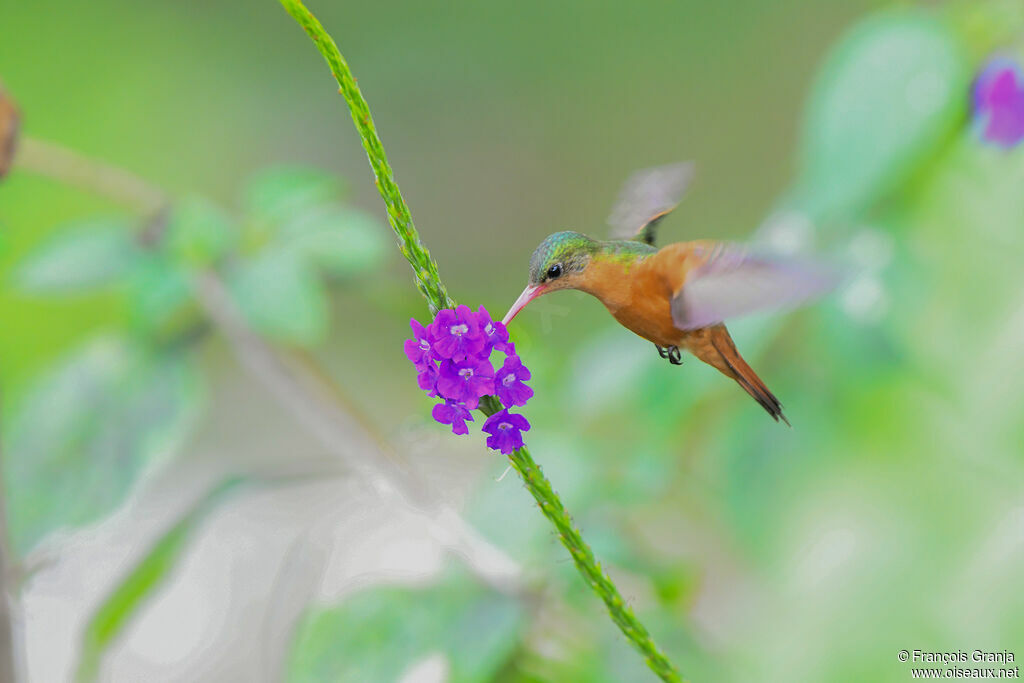 Cinnamon Hummingbird