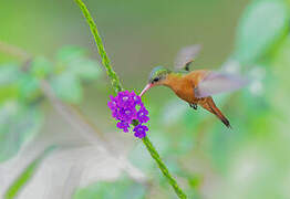 Cinnamon Hummingbird