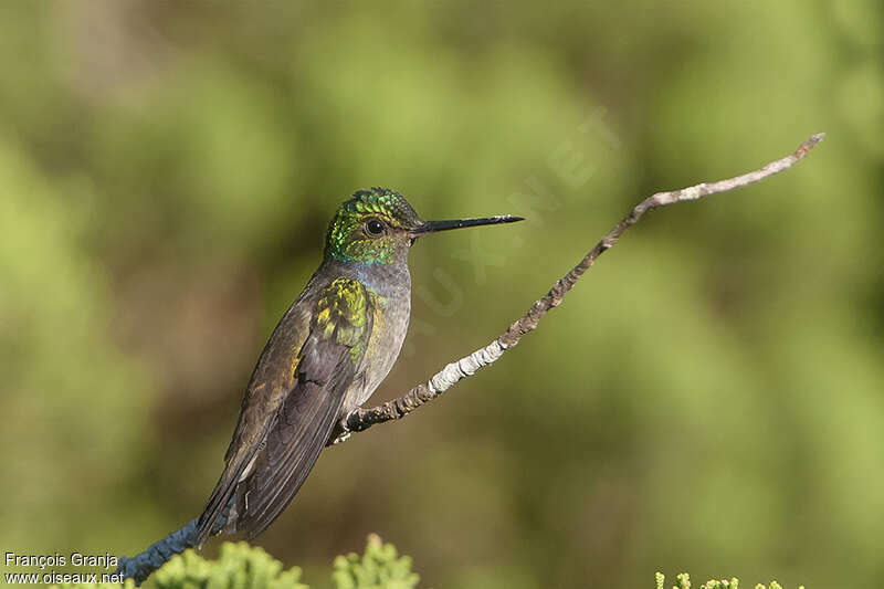 Charming Hummingbirdadult, identification