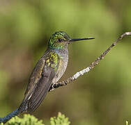 Charming Hummingbird