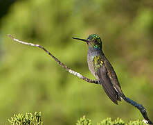 Charming Hummingbird