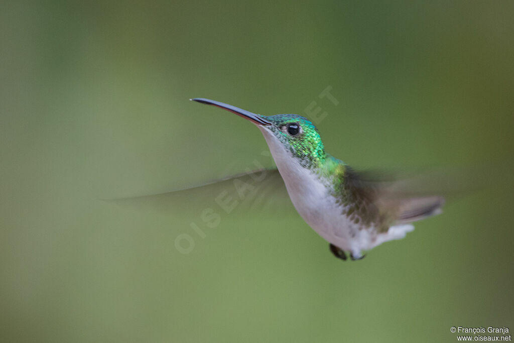 Andean Emerald