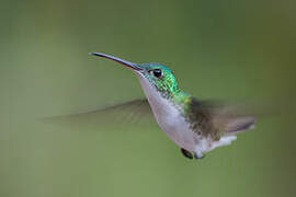 Andean Emerald