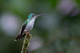 Andean Emerald