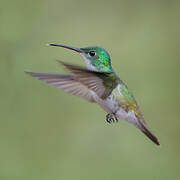 Andean Emerald