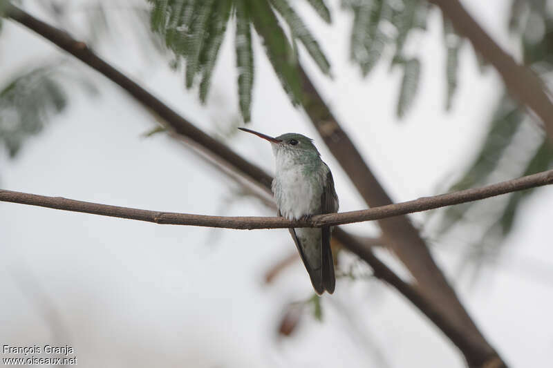 Green-and-white Hummingbirdadult, habitat