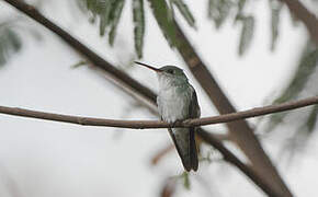 Green-and-white Hummingbird