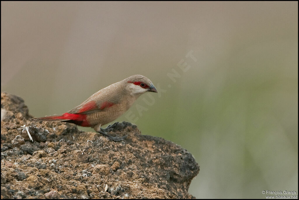 Crimson-rumped Waxbill