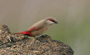 Crimson-rumped Waxbill