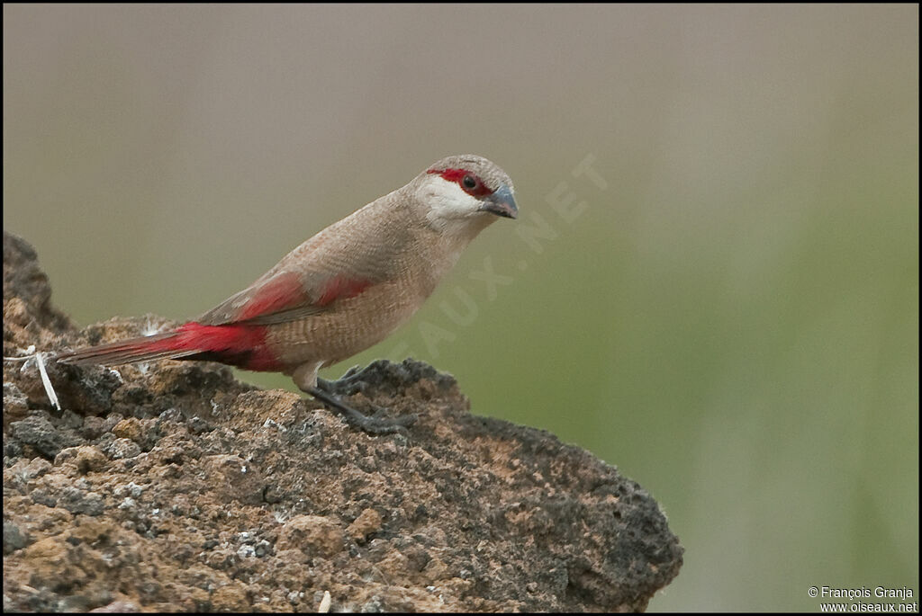 Crimson-rumped Waxbill