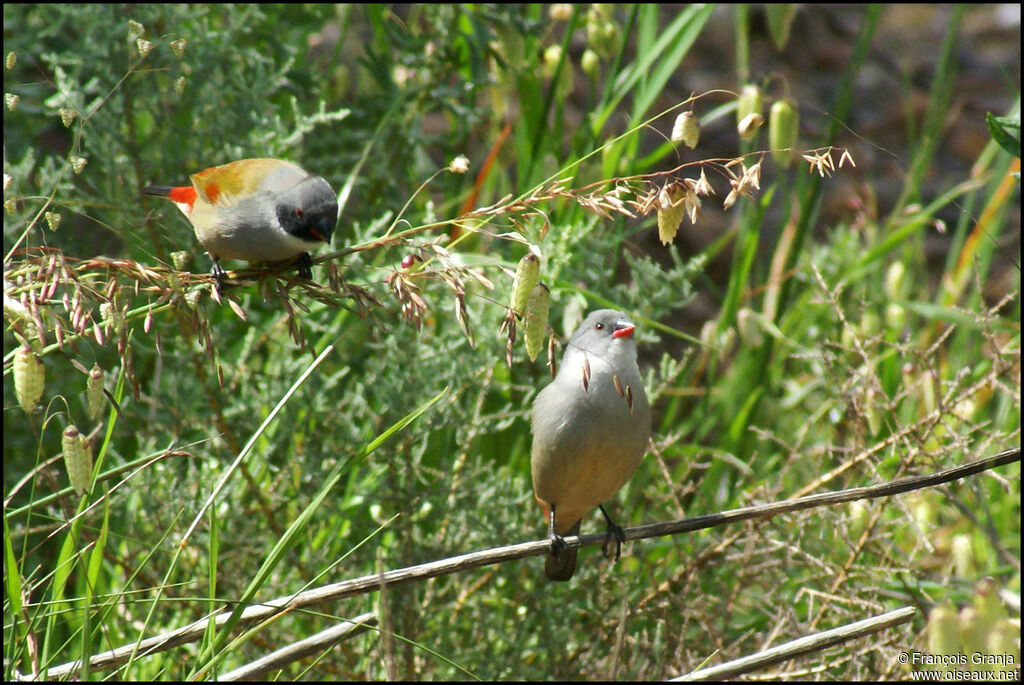 Swee Waxbill 