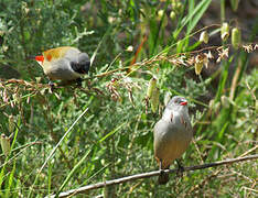 Swee Waxbill