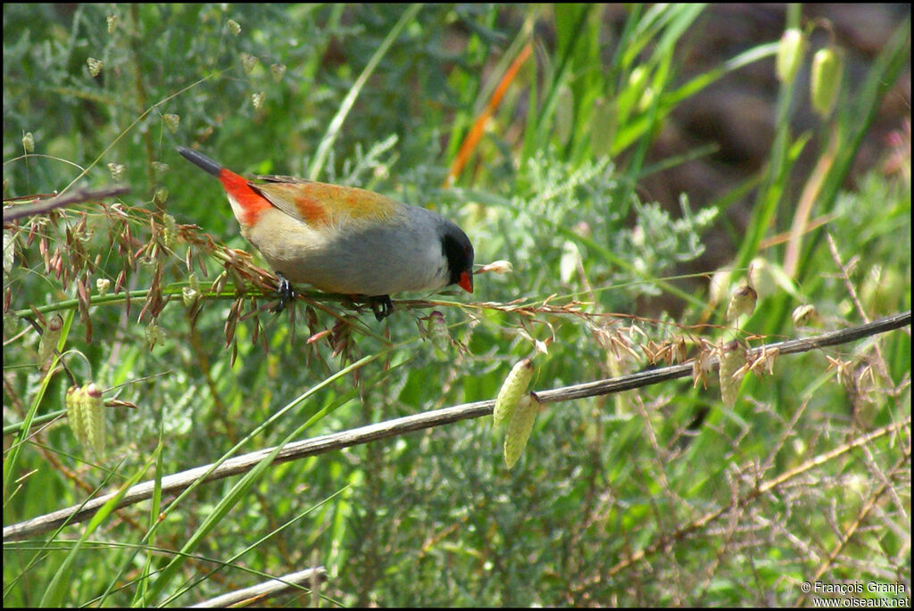 Swee Waxbill male