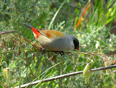 Swee Waxbill