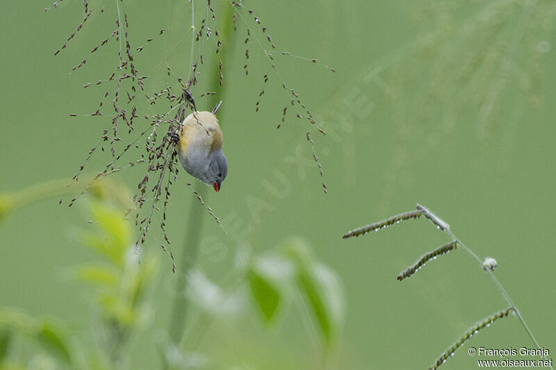 Yellow-bellied Waxbilladult