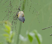 Yellow-bellied Waxbill