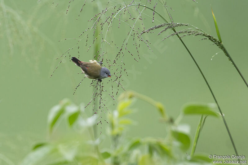 Yellow-bellied Waxbilladult