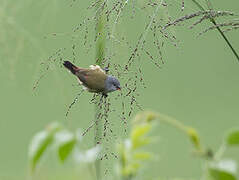 Yellow-bellied Waxbill