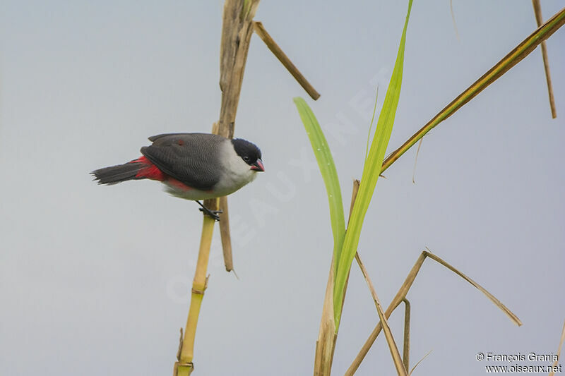 Black-crowned Waxbilladult