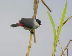 Black-crowned Waxbill