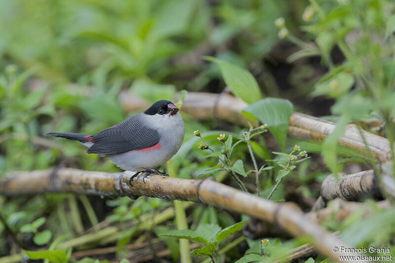 Black-crowned Waxbilladult