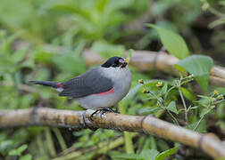 Black-crowned Waxbill