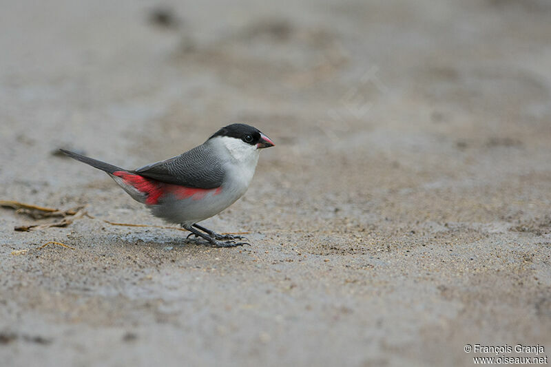 Black-crowned Waxbilladult