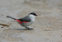 Black-crowned Waxbill