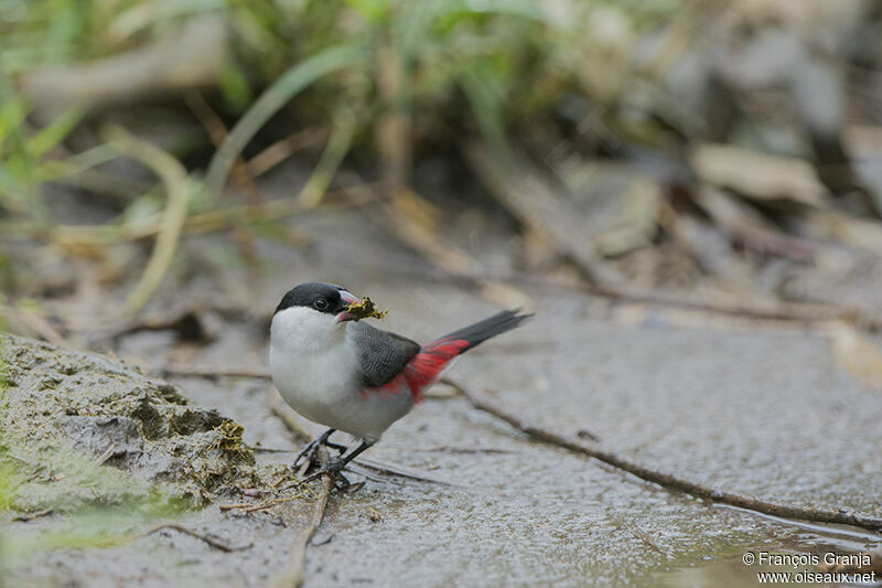 Black-crowned Waxbilladult