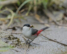 Black-crowned Waxbill