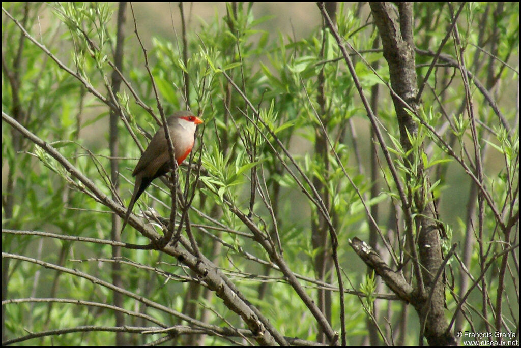 Common Waxbill