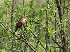 Common Waxbill